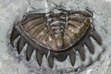 Greenops Trilobite - Hungry Hollow, Ontario #107544-2
